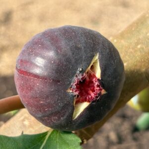 ビオレソリエス